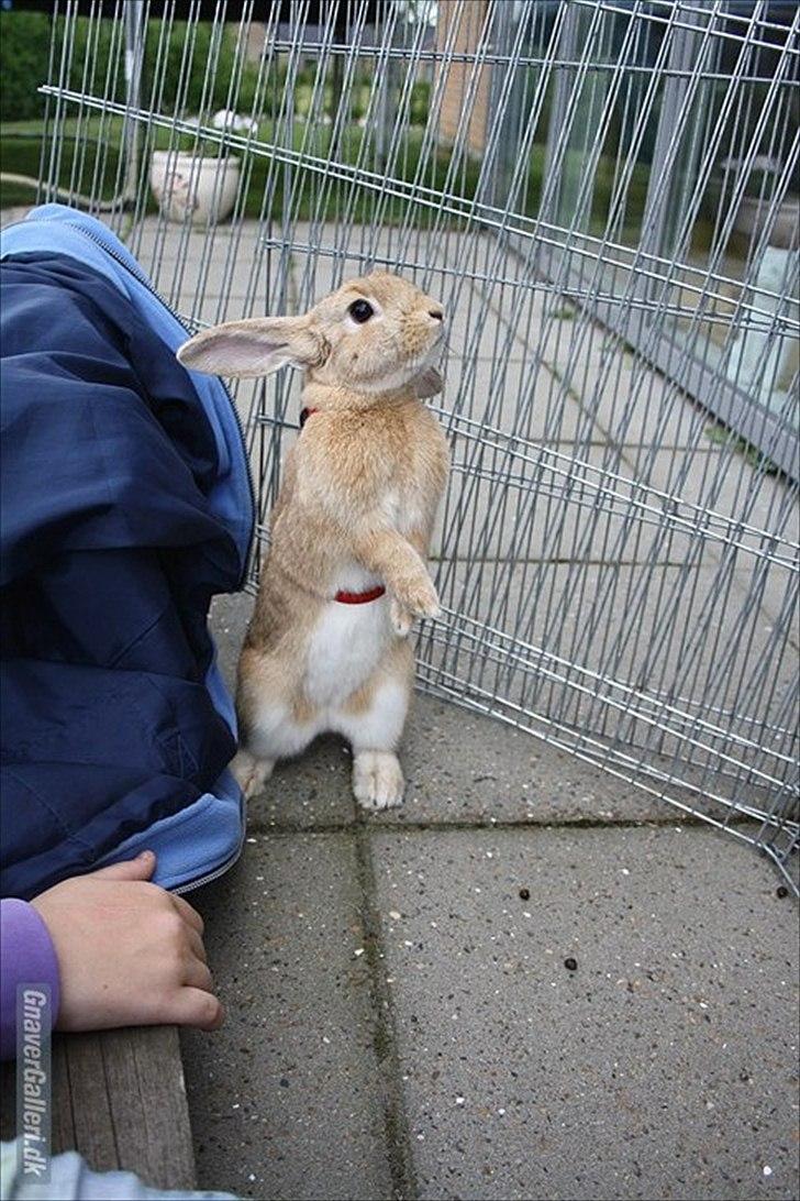 Kanin Beauty Princess | The One<3 - MMB | Foto billede 15