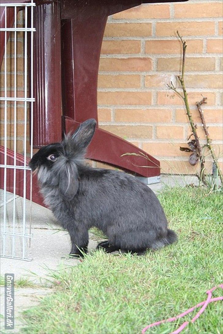 Kanin Prince Shadow | Keglen | Soulmate<3 - MMB | Foto billede 5