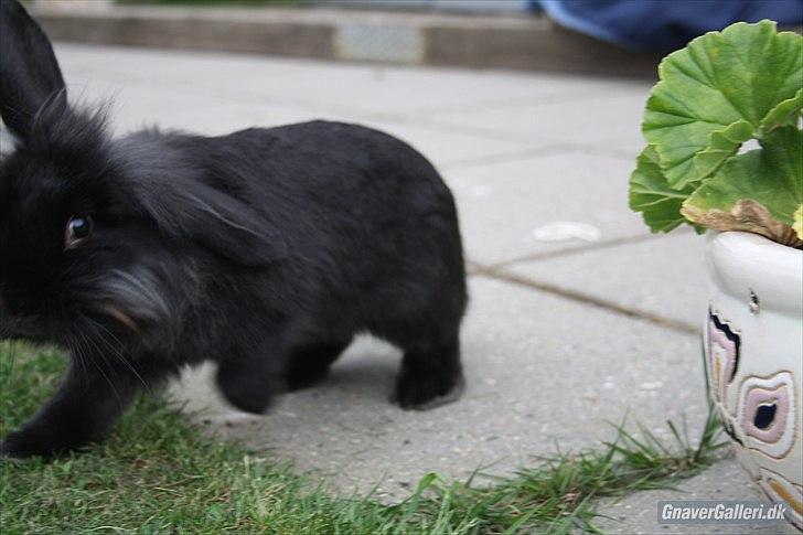 Kanin Prince Shadow | Keglen | Soulmate<3 - Velkommen til Prince Shadow´s Profil :D
MMB | Foto billede 1