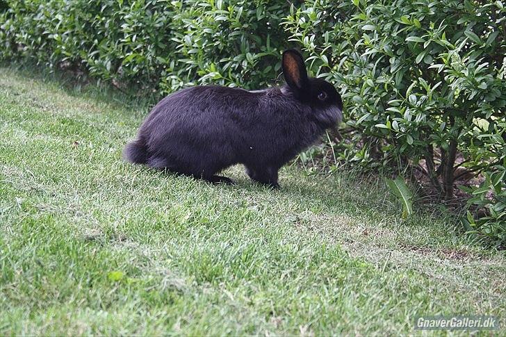 Kanin Prince Shadow | Keglen | Soulmate<3 - MMB | Foto billede 6