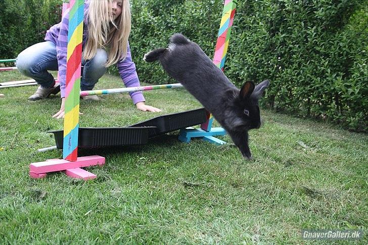 Kanin Prince Shadow | Keglen | Soulmate<3 - MMB | Foto billede 8