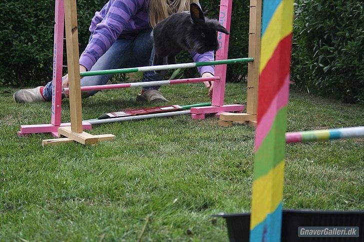 Kanin Prince Shadow | Keglen | Soulmate<3 - MMB | Foto billede 9