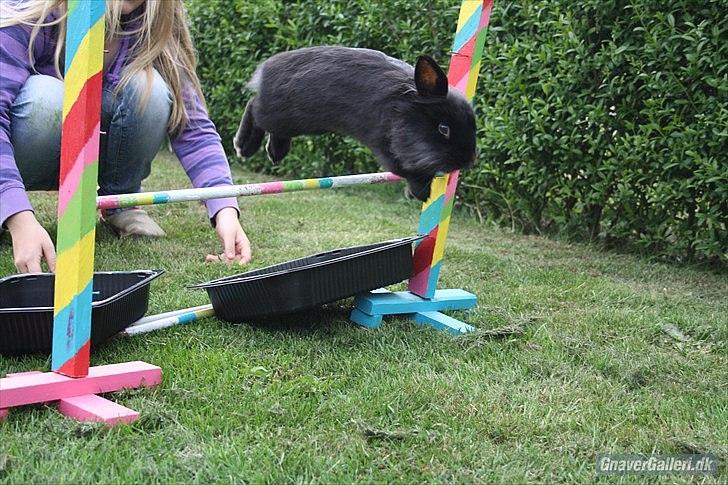 Kanin Prince Shadow | Keglen | Soulmate<3 - MMB | Foto billede 10