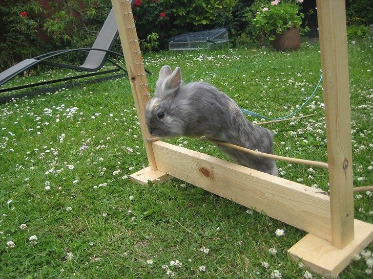 Kanin kahlua EFTERLYSES BORTLØBET!! billede 18