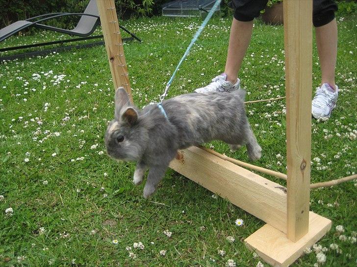 Kanin kahlua EFTERLYSES BORTLØBET!! billede 16