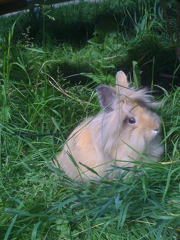 Kanin Stald muskatnød´s Chili  - Så var Chili rigtig ude for første gang^^ billede 10