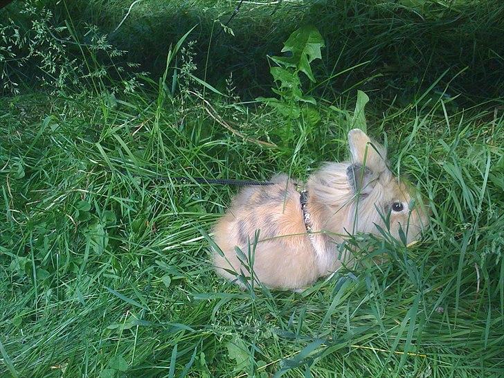 Kanin Stald muskatnød´s Chili  billede 11