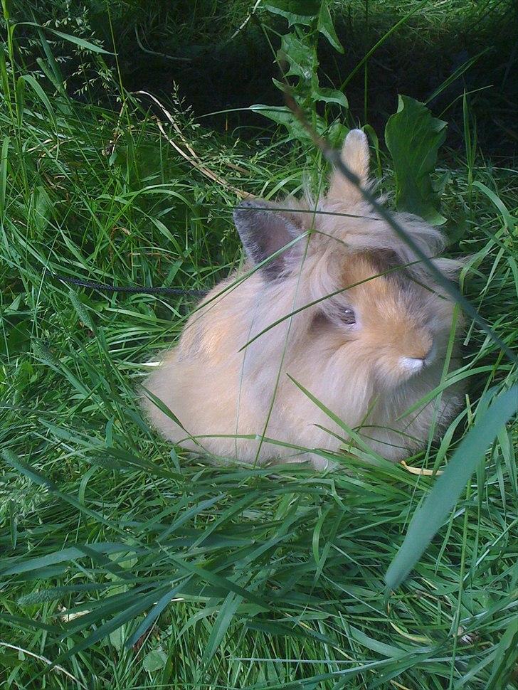 Kanin Stald muskatnød´s Chili  billede 12