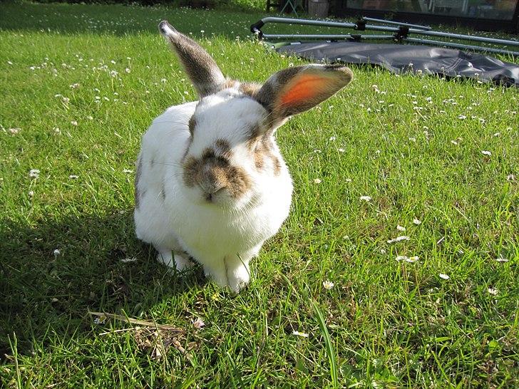 Kanin Holmens Plys Plys <3 R.I.P <3  - Nr. 2 <3 billede 2