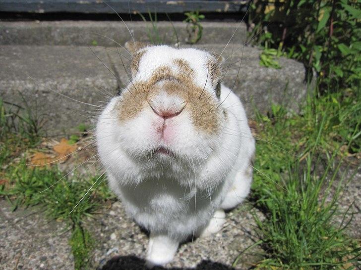 Kanin Holmens Plys Plys <3 R.I.P <3  - Nr. 3 <3 billede 3