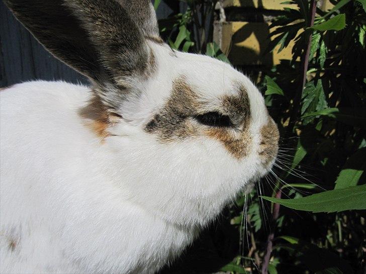 Kanin Holmens Plys Plys <3 R.I.P <3  - Nr. 10 <3 billede 10