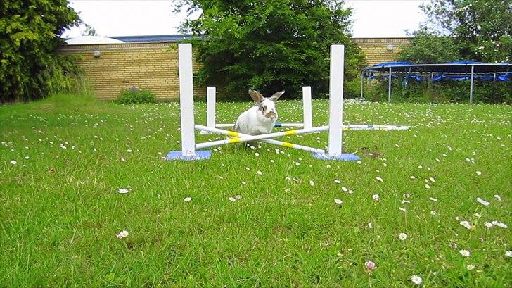 Kanin Holmens Plys Plys <3 R.I.P <3  - Nr. 14 <3 billede 14