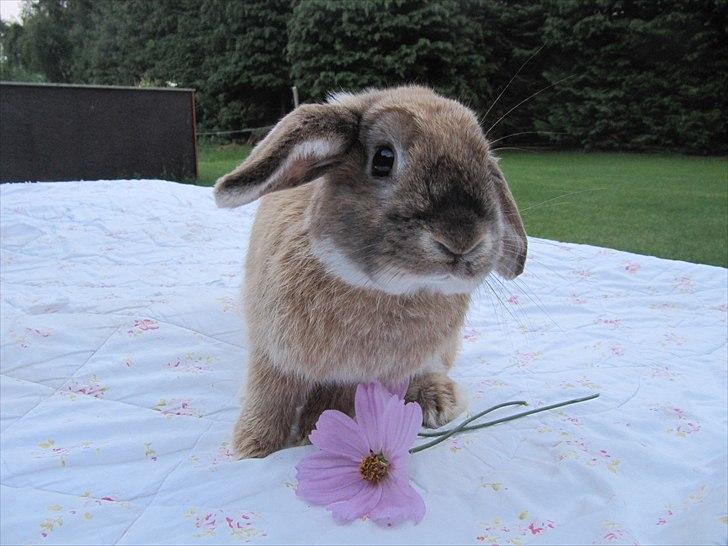 Kanin Stampe billede 2
