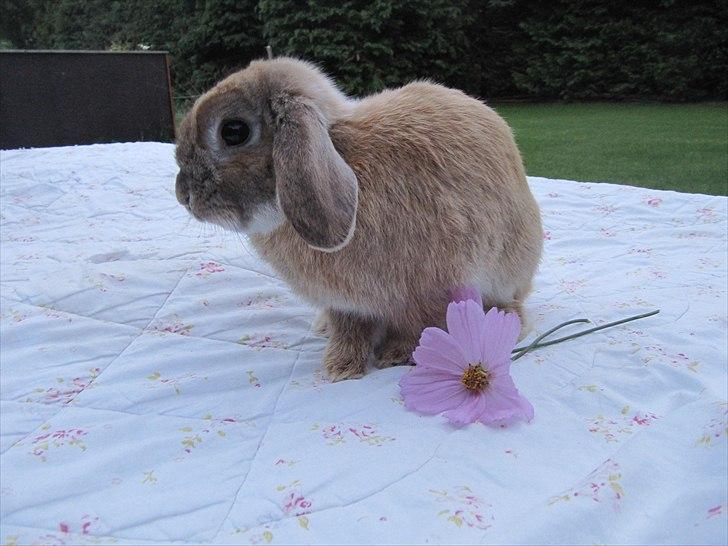 Kanin Stampe billede 3