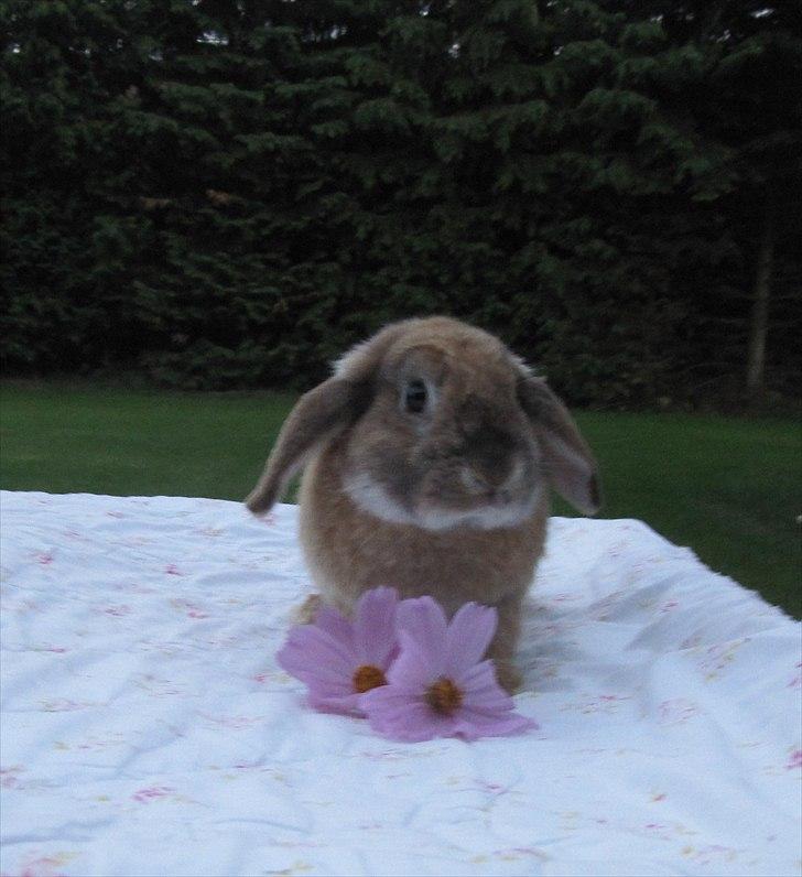 Kanin Stampe billede 4