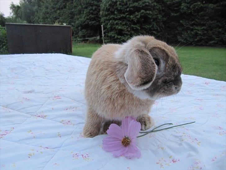 Kanin Stampe billede 5