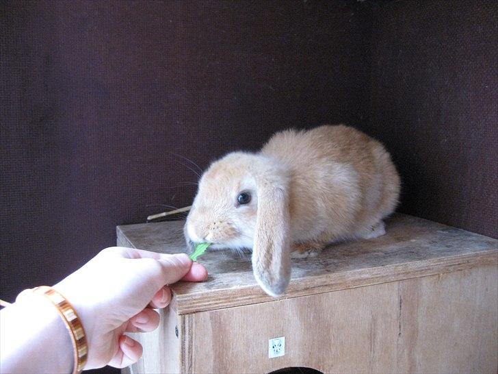 Kanin Spirit billede 1