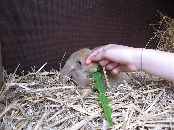 Kanin Spirit billede 2