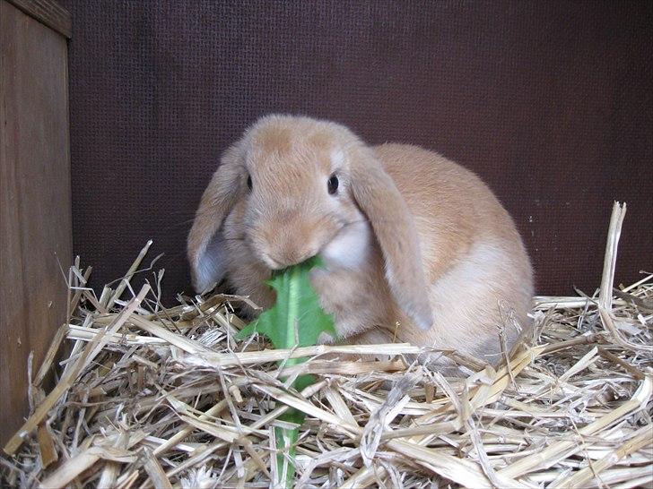 Kanin Spirit billede 3