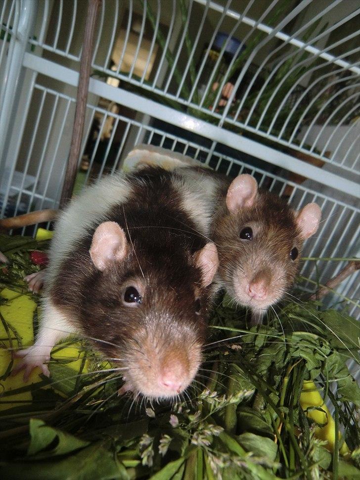 Tamrotte Ricko billede 1