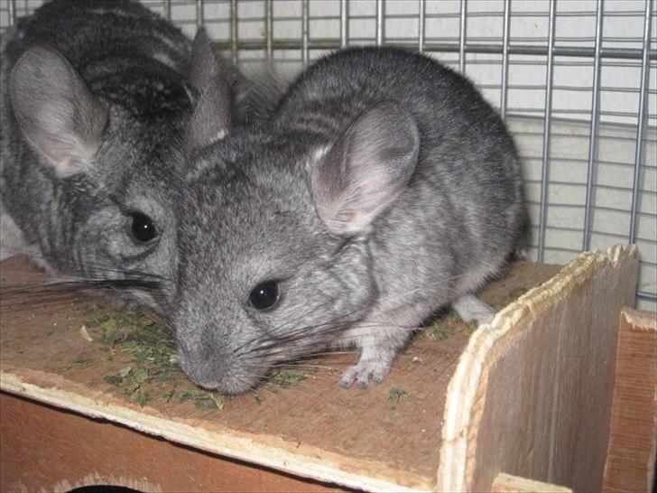 Chinchilla Wilma *aflivet d. 04-06-2012* - 18/6-11  billede 8