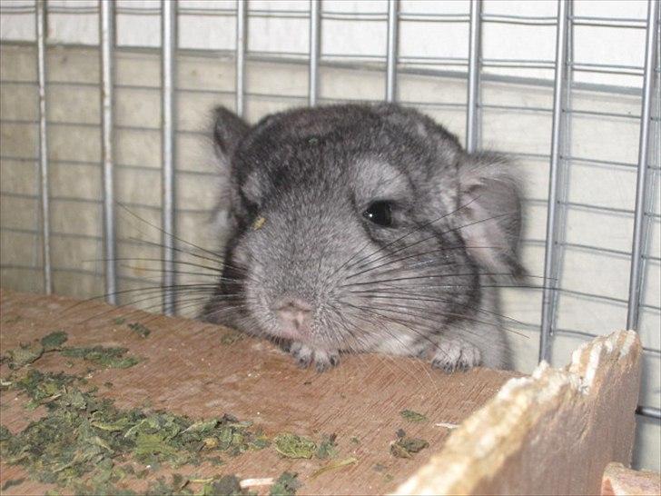 Chinchilla Wilma *aflivet d. 04-06-2012* - 18/6-11  billede 6