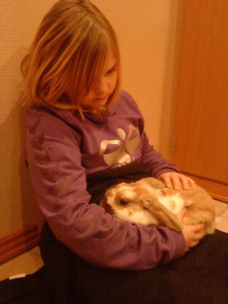 Kanin gnaske my lover boy billede 8