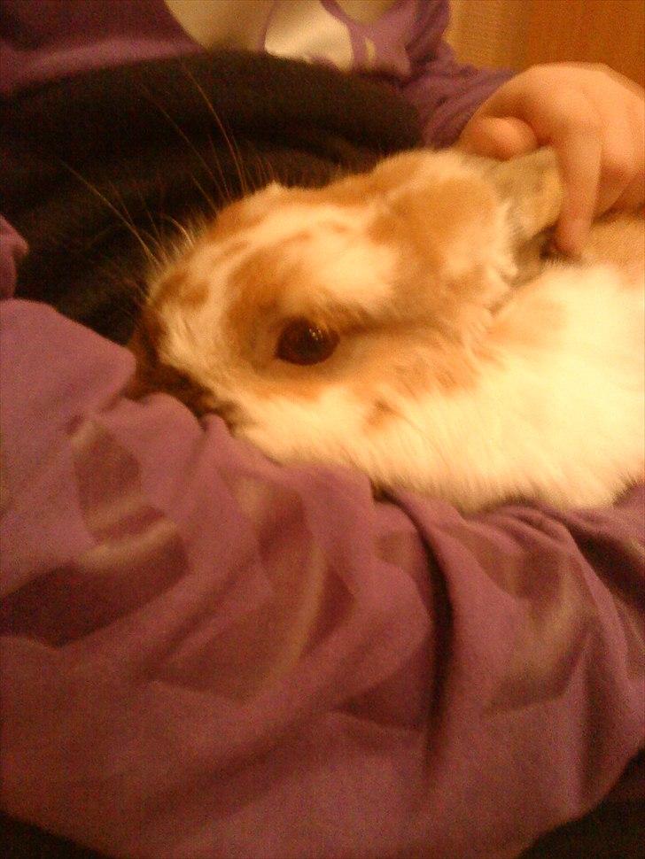 Kanin gnaske my lover boy billede 9