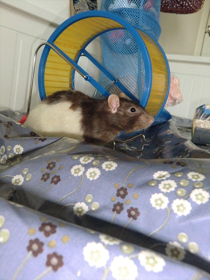 Tamrotte Ricko billede 2