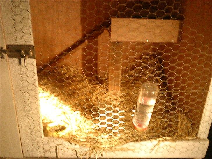 Kanin gnaske my lover boy billede 11