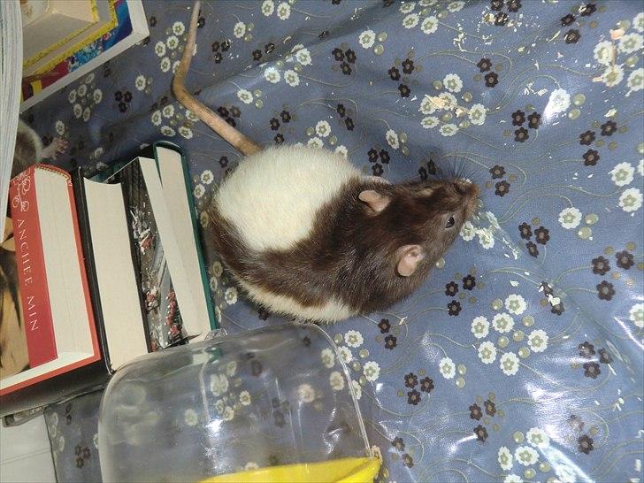 Tamrotte Ricko billede 3