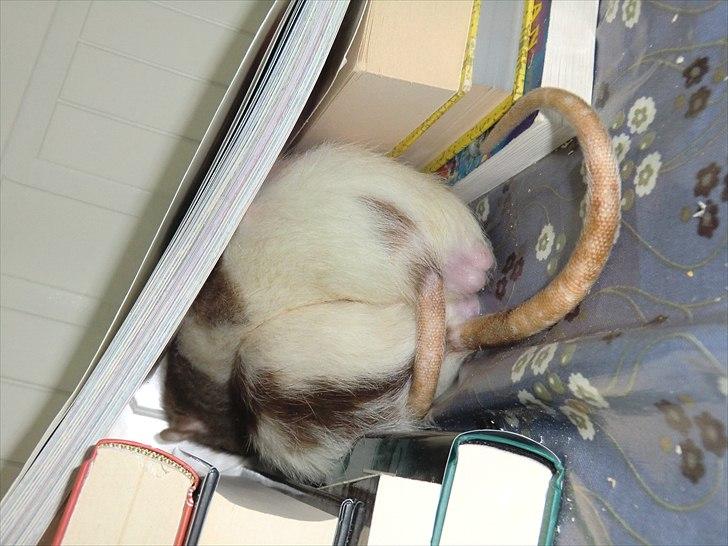 Tamrotte Ricko - Numser ;'P billede 4