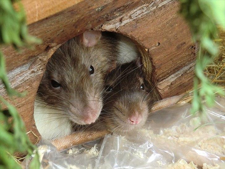 Tamrotte Ricko billede 5