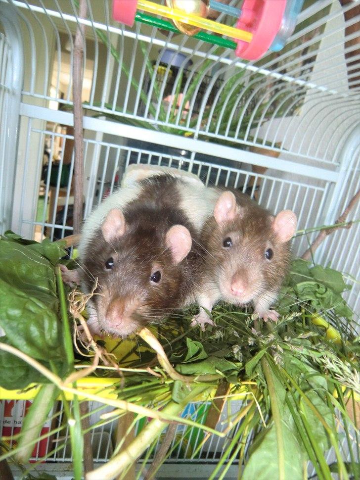 Tamrotte Ricko billede 6