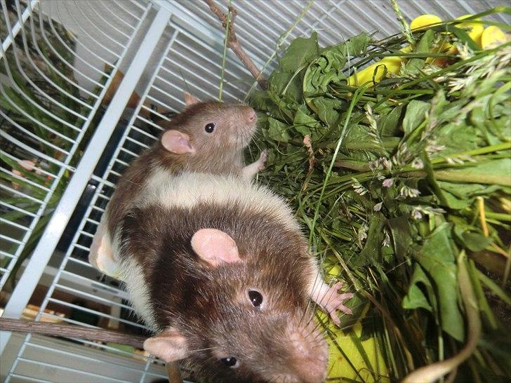 Tamrotte Ricko billede 7