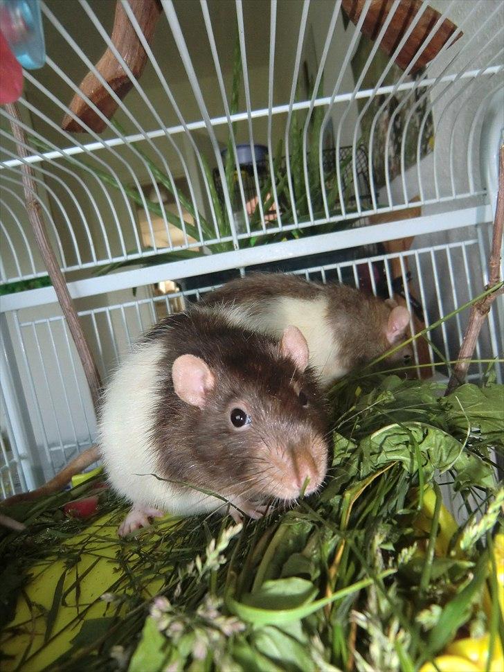 Tamrotte Ricko billede 8