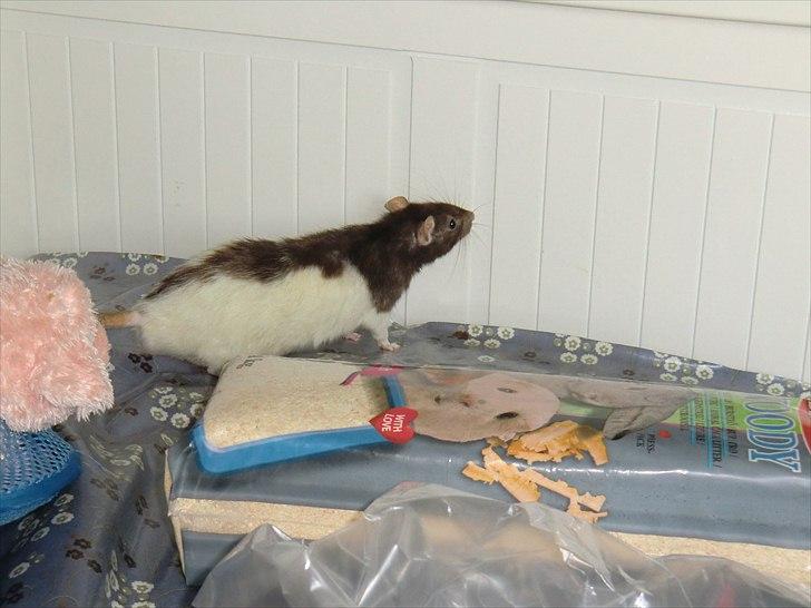 Tamrotte Ricko billede 9