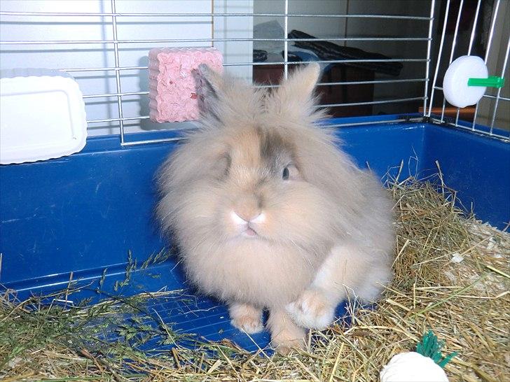 Kanin Stald muskatnød´s Chili  - Så kan man bare ikke få et mærkeligere billede XD billede 13