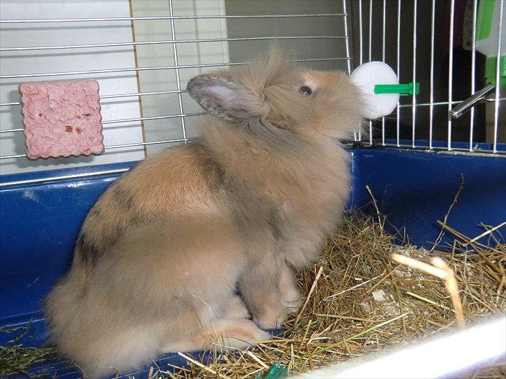 Kanin Stald muskatnød´s Chili  billede 14