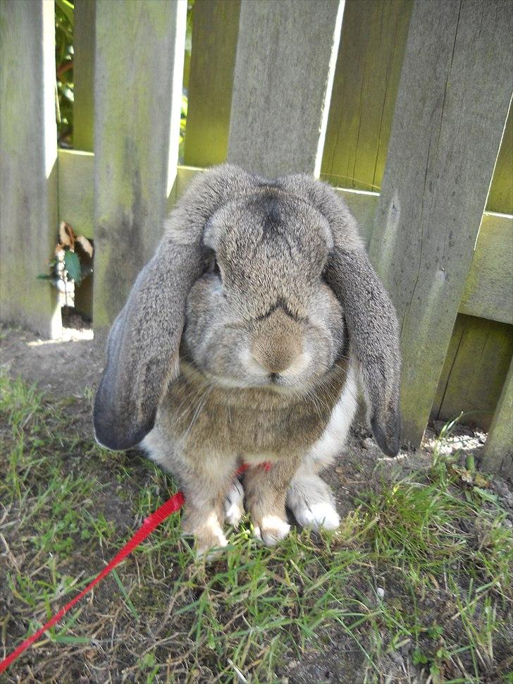 Kanin BENT MIN ØJESTEN  billede 1