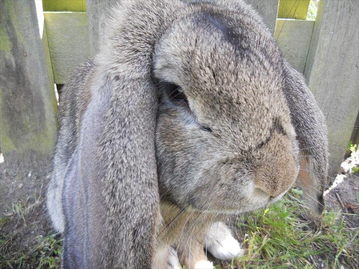 Kanin BENT MIN ØJESTEN  billede 3