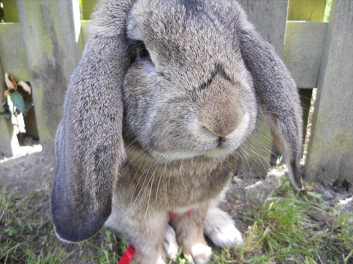 Kanin BENT MIN ØJESTEN  billede 5