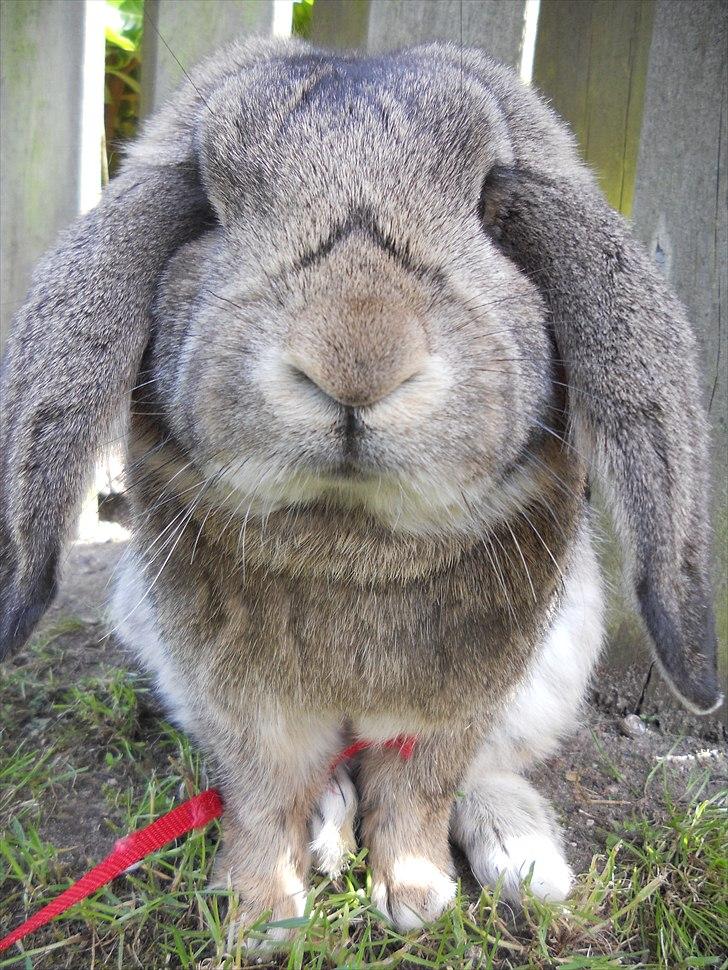 Kanin BENT MIN ØJESTEN  billede 7