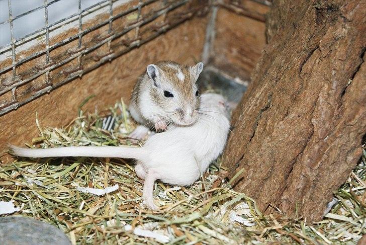 Ørkenrotte Spotligt * Broget Agouti * SOLGT TIL CHERI J billede 6