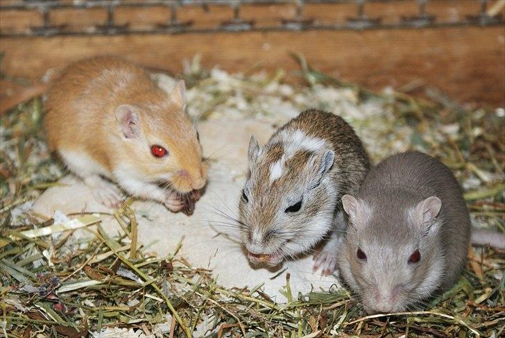 Ørkenrotte Spotligt * Broget Agouti * SOLGT TIL CHERI J billede 7