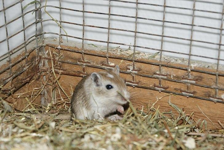 Ørkenrotte Spotligt * Broget Agouti * SOLGT TIL CHERI J billede 8