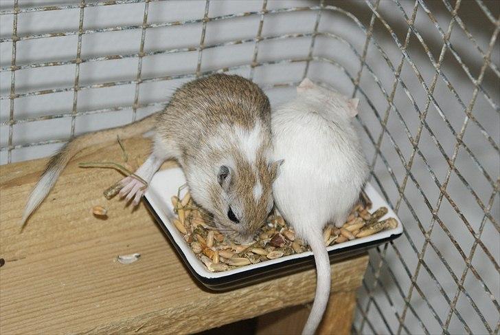 Ørkenrotte Spotligt * Broget Agouti * SOLGT TIL CHERI J billede 9