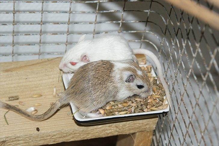 Ørkenrotte Spotligt * Broget Agouti * SOLGT TIL CHERI J billede 10