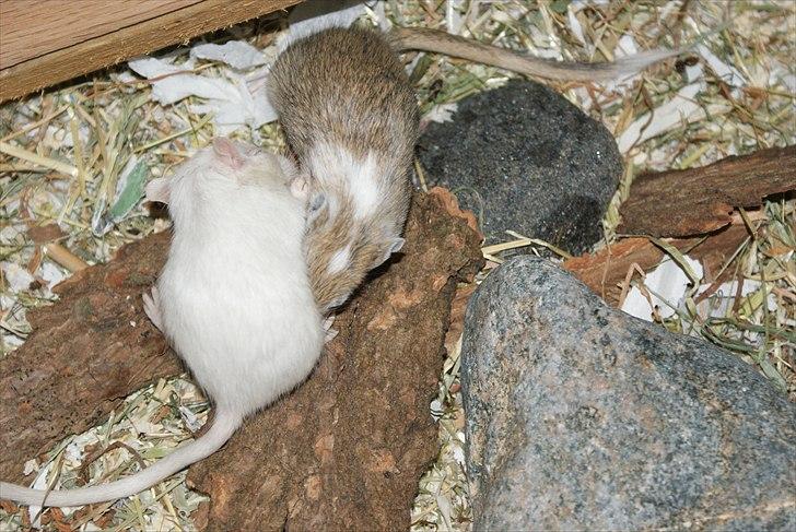 Ørkenrotte Spotligt * Broget Agouti * SOLGT TIL CHERI J billede 11