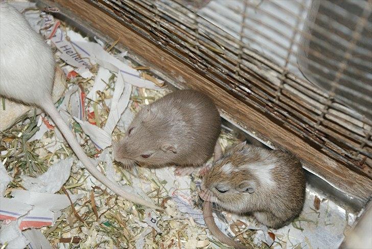Ørkenrotte Spotligt * Broget Agouti * SOLGT TIL CHERI J billede 12